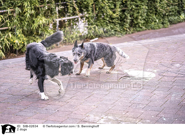 2 dogs / SIB-02634