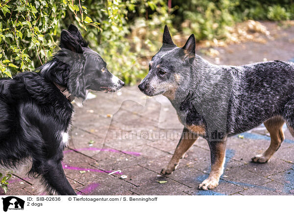 2 dogs / SIB-02636