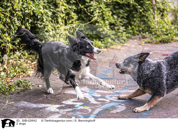 2 dogs / SIB-02642