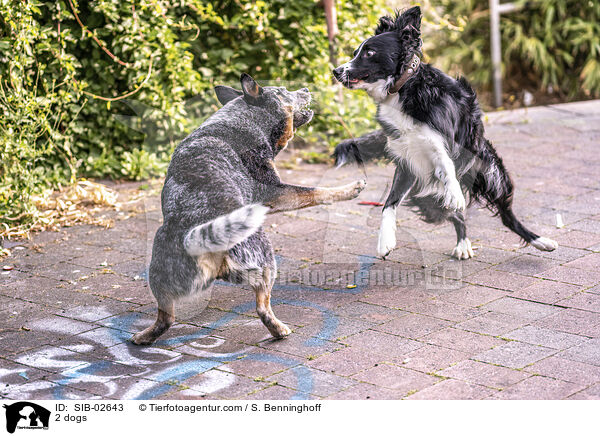 2 Hunde / 2 dogs / SIB-02643