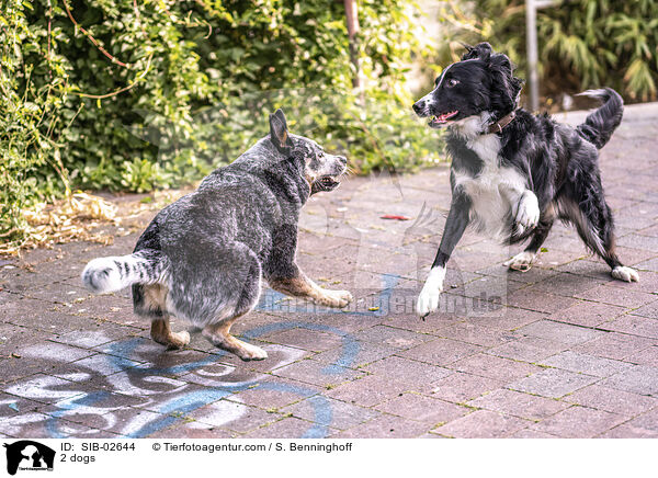 2 dogs / SIB-02644
