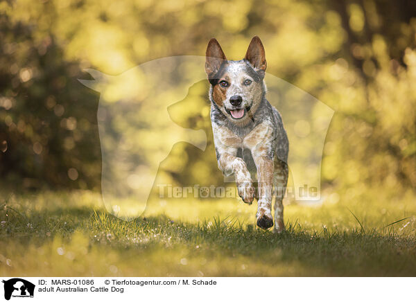 ausgewachsener Australian Cattle Dog / adult Australian Cattle Dog / MARS-01086