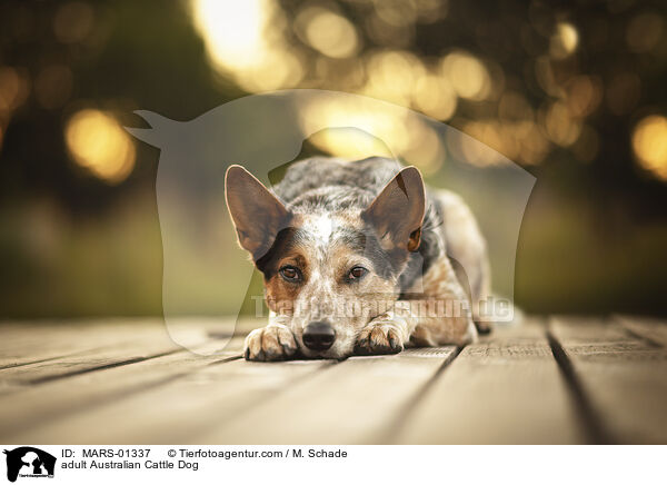 ausgewachsener Australian Cattle Dog / adult Australian Cattle Dog / MARS-01337