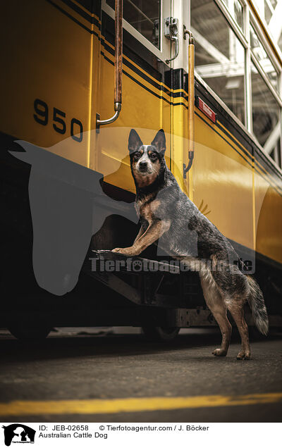 Australian Cattle Dog / Australian Cattle Dog / JEB-02658