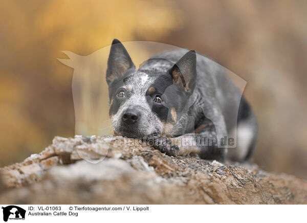 Australian Cattle Dog / Australian Cattle Dog / VL-01063