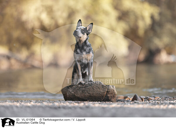 Australian Cattle Dog / Australian Cattle Dog / VL-01064