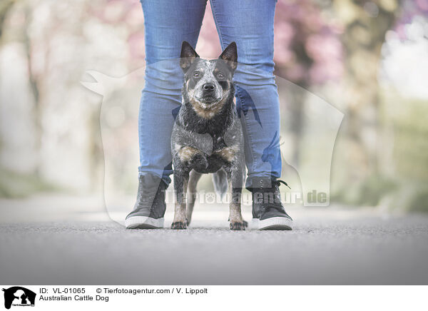 Australian Cattle Dog / Australian Cattle Dog / VL-01065