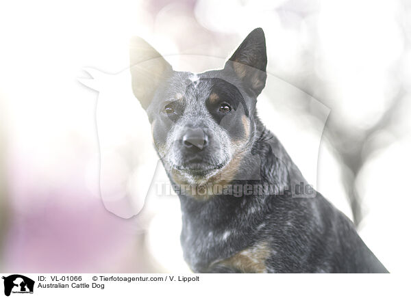 Australian Cattle Dog / Australian Cattle Dog / VL-01066