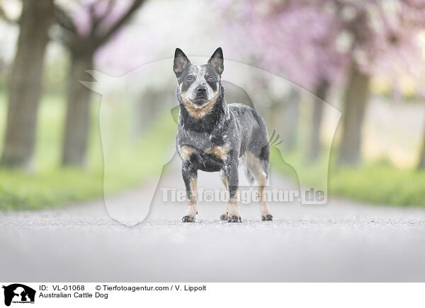 Australian Cattle Dog / Australian Cattle Dog / VL-01068