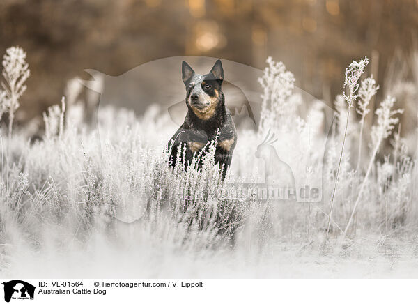 Australian Cattle Dog / Australian Cattle Dog / VL-01564