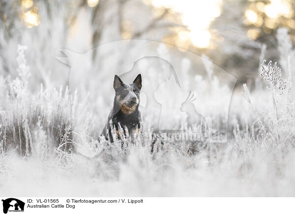 Australian Cattle Dog / Australian Cattle Dog / VL-01565