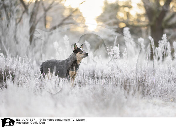 Australian Cattle Dog / Australian Cattle Dog / VL-01567