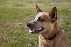 Australian Cattle Dog Portrait