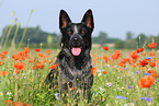 Australian Cattle Dog Portrait