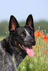 Australian Cattle Dog Portrait