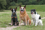 3 dogs