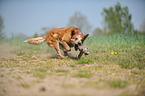 playing Australian Cattle Dog