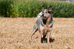 Australian Cattle Dog