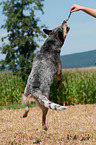 jumping Australian Cattle Dog