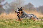 yawning Australian Cattle Dog