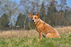 sitting Australian Cattle Dog
