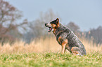yawning Australian Cattle Dog