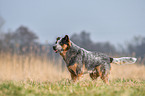 Australian Cattle Dog