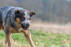 Australian Cattle Dog Portrait