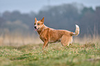 Australian Cattle Dog