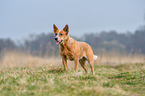 Australian Cattle Dog