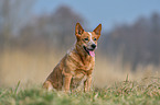 sitting Australian Cattle Dog