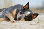 lying Australian Cattle Dog