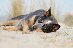 lying Australian Cattle Dog