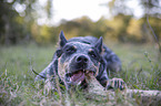 Australian Cattle Dog