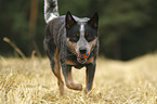 running Australian Cattle Dog