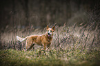 standing Australian Cattle Dog