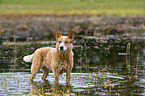 standing Australian Cattle Dog
