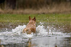 Australian Cattle Dog in the water