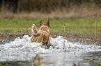 Australian Cattle Dog in the water