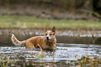 Australian Cattle Dog in the water