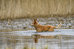 Australian Cattle Dog in the water