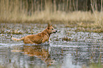 Australian Cattle Dog in the water