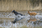 Australian Cattle Dogs in the water