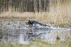 Australian Cattle Dog in the water
