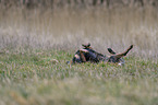 lying Australian Cattle Dog