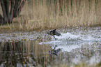 Australian Cattle Dog in the water