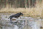 Australian Cattle Dog in the water