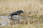 Australian Cattle Dog in the water