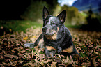 lying Australian Cattle Dog