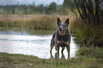 standing Australian Cattle Dog